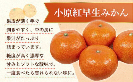 小原紅早生みかん(露地) 1.2kg