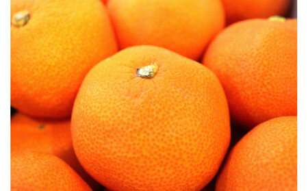 小原紅早生みかん(露地) 1.2kg