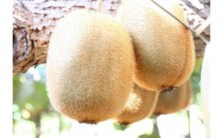 香緑 キウイフルーツ 3kg(化粧箱)