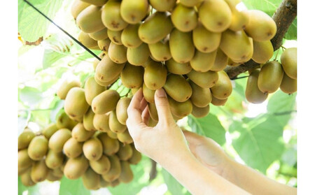 さぬきキウイっこ キウイフルーツ 1.2kg