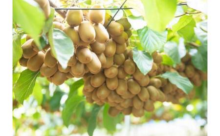 さぬきキウイっこ キウイフルーツ 1.2kg