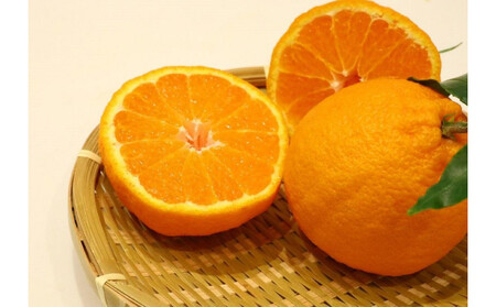 ハウス不知火 2.7kg