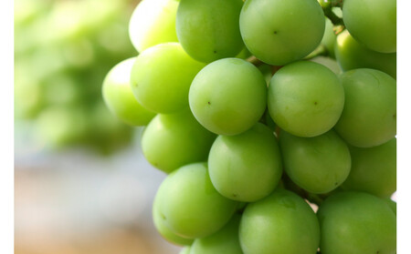 シャインマスカット 1.0kg