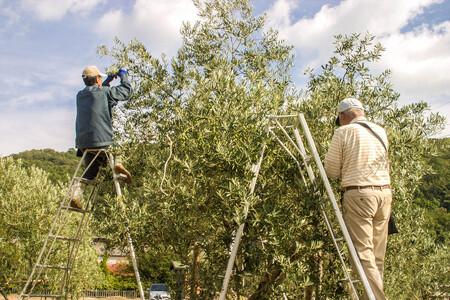 小豆島名産 オリーブ油・調味料・佃煮セット