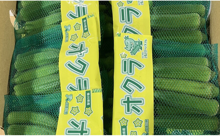 【2026発送】オクラ　約1.4kg