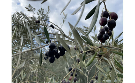 小豆島産100% ExtraVirgin オリーブオイル 108g×3本