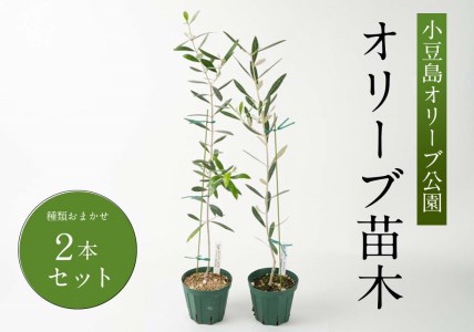オリーブの苗木２本セット 香川県小豆島町 ふるさと納税サイト ふるなび