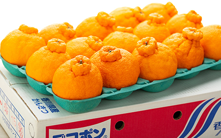 不知火 (しらぬひ) 約5kg