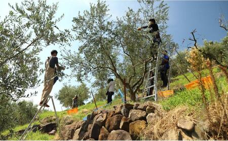 【井上誠耕園】～2025年初搾り～ 小豆島産手摘み緑果オリーブオイル (135g×2本)