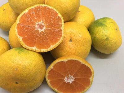 小豆島 由良早生みかん 3kg×2箱