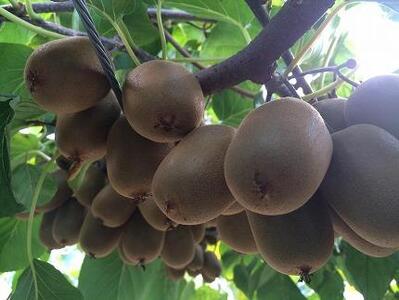 【さぬき讃フルーツ】さぬきキウイっこ 約2kg (バラ詰め)