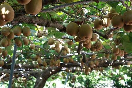 【さぬき讃フルーツ】さぬきゴールドキウイ 約3.5kg