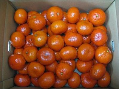 【さぬき讃フルーツ】金時紅みかん (小原紅早生) 約5kg