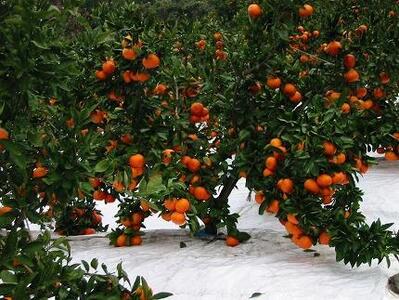 【さぬき讃フルーツ】金時紅みかん (小原紅早生) 約5kg