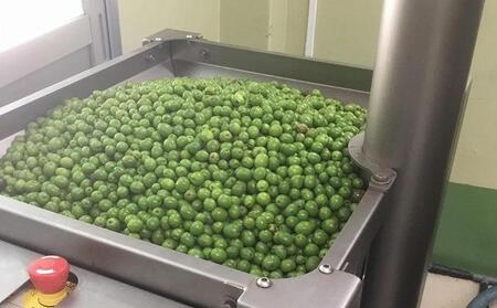 先行予約 ジェイさんのオリーブオイル《ルッカ種》105g×1本 コンパニョーニファームズ エキストラバージンオイル 2025年収穫 100％小豆島産 手摘み