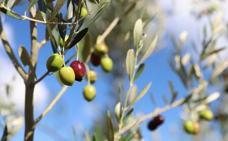 【井上誠耕園】スペイン農場産 伊予柑オリーブオイル (30ml×1個)