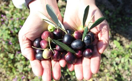 【井上誠耕園】スペイン農場産 伊予柑オリーブオイル (30ml×1個)