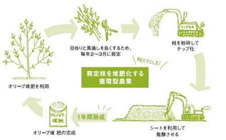 オリーブの苗木2本と オリーブたい肥 1袋