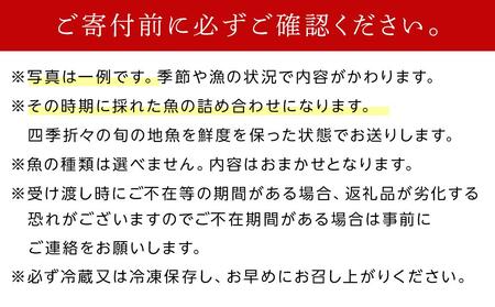 小豆島から直送！朝獲れ鮮魚 旬の地魚詰め合わせ 3kg以上