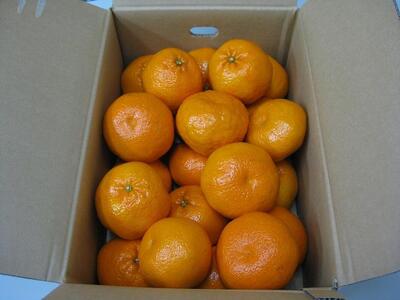 小豆島 はるみ みかん 約5kg (15~28玉)