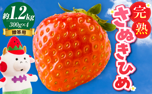 贈答用 完熟さぬき姫 約1.2kg | いちご 苺 さぬき姫 さぬきひめ 香川県オリジナル 希少 甘い 完熟 フルーツ 果物 旬 香川県 三木町 |_mk035-004