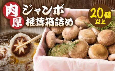 肉厚ジャンボ椎茸箱詰め２０個以上|しいたけ 椎茸 ジャンボ 肉厚 シイタケ 20個 プリプリ 食感 箱詰め 香川県 三木町|_mk111-001
