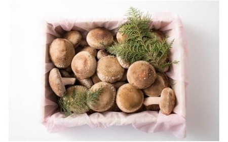 肉厚ジャンボ椎茸箱詰め２０個以上|しいたけ 椎茸 ジャンボ 肉厚 シイタケ 20個 プリプリ 食感 箱詰め 香川県 三木町|_mk111-001