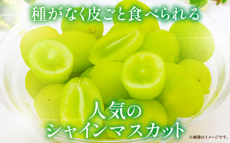 訳ありシャインマスカット　　約1.4㎏入り　2～4房_mk059-002