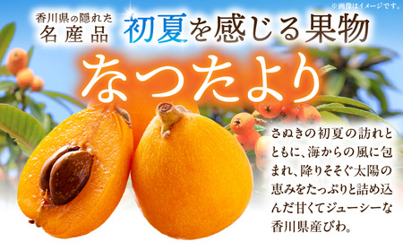 初夏を感じる果物 香川県産びわ（なつたより） 約1.0kg【香川県共通返礼品】|びわ 枇杷 なつたより 果物 フルーツ 人気 香川 香川県 三木町 初夏 ハウス栽培 厳選 袋掛け 完熟 ジューシー 糖度が高い 先行受付 先行予約 季節限定 旬 おすすめ|_mk006-021