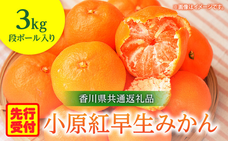 小原紅早生みかん 3kg【香川県共通返礼品】|みかん フルーツ 果物 果実 小原紅早生 デザート 贈答 贈り物 柑橘 柑橘系 グルメ 人気 おすすめ 旬 旬のみかん 季節 季節のみかん 柑橘果物 果汁 香川県 三木町 送料無料|_mk025-001