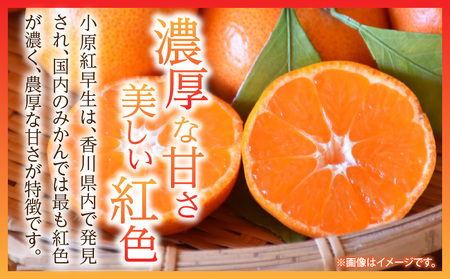 小原紅早生みかん 3kg【香川県共通返礼品】|みかん フルーツ 果物 果実 小原紅早生 デザート 贈答 贈り物 柑橘 柑橘系 グルメ 人気 おすすめ 旬 旬のみかん 季節 季節のみかん 柑橘果物 果汁 香川県 三木町 送料無料|_mk025-001