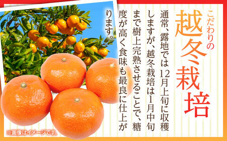 小原紅早生みかん 3kg【香川県共通返礼品】|みかん フルーツ 果物 果実 小原紅早生 デザート 贈答 贈り物 柑橘 柑橘系 グルメ 人気 おすすめ 旬 旬のみかん 季節 季節のみかん 柑橘果物 果汁 香川県 三木町 送料無料|_mk025-001