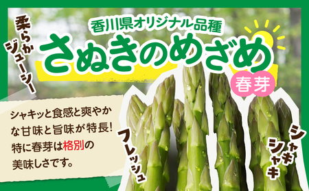 ご家庭用アスパラガス「さぬきのめざめ」(セミロング)春芽 サイズ混合約700g | 野菜 アスパラ アスパラガス さぬきのめざめ 家庭用 春 冷蔵 新鮮 香川県 三木町 セミロング おすすめ |_mk006-027