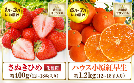 さぬき旬のフルーツ大満足　4回定期便| 果物定期便 フルーツ定期便 定期便 4回 果物4回定期便 フルーツ4回定期便 4回フルーツ定期便 4回果物定期便 果物 フルーツ 青果 青果物 いちご みかん シャインマスカット キウイフルーツ さぬきひめ 小原紅早生みかん マスカット キウイ 旬の果物 季節の果物 贈答 贈り物 ギフト 化粧箱 取り寄せ グルメ 香川県 三木町 送料無料|_mk006-t008d