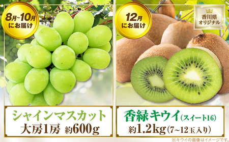 さぬき旬のフルーツ大満足　4回定期便| 果物定期便 フルーツ定期便 定期便 4回 果物4回定期便 フルーツ4回定期便 4回フルーツ定期便 4回果物定期便 果物 フルーツ 青果 青果物 いちご みかん シャインマスカット キウイフルーツ さぬきひめ 小原紅早生みかん マスカット キウイ 旬の果物 季節の果物 贈答 贈り物 ギフト 化粧箱 取り寄せ グルメ 香川県 三木町 送料無料|_mk006-t008d