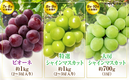 さぬき旬のフルーツ大満足　12回定期便|定期便 キウイ いちご 女峰 みかん 不知火 さぬきひめ デコポン びわ なつたより ぶどう ピオーネ シャインマスカット 大房 さぬきゴールド 小原紅早生 化粧箱 香緑 香川 毎月配送|_mk006-t009d