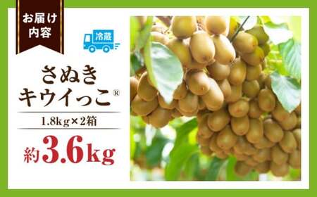 キウイフルーツ(さぬきキウイっこR)　1.8kg×2箱 | キウイ フルーツ 果物 旬 旬の果物 キウイフルーツ デザート 生鮮食品 贈り物 贈答 お裾分け おすすめ 人気 ギフト グルメ 特産品 果肉 季節 季節の果物 香川県 三木町 |_mk165-009