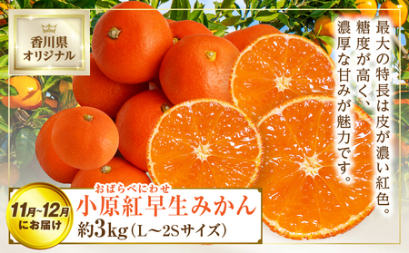 さぬき旬のフルーツ満足 3回定期便 | フルーツ定期便 果物 フルーツ 青果 青果物 いちご みかん シャインマスカット さぬきひめ 小原紅早生みかん マスカット 旬の果物 季節の果物 贈答 贈り物 ギフト 化粧箱 取り寄せ 香川県 三木町 送料無料 |_mk006-t013