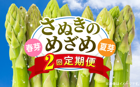 さぬきのめざめ定期便 | 野菜 定期便 アスパラ アスパラガス さぬきのめざめ 料理 柔らかい 濃い 春 夏 シャキシャキ 食感 冷蔵 新鮮 セミロング おすすめ 旬の野菜 季節の野菜 贈答 贈り物 ギフト 化粧箱 取り寄せ 香川県 三木町 送料無料|_mk006-t017