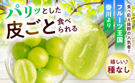 【2026年8月18日～10月20日配送】訳ありシャインマスカット 約1.4kg入り 2～4房| マスカット ぶどう 果物 フルーツ 人気 香川県 三木町 種なし 皮ごと食べられる ジューシー 糖度が高い 先行予約 季節限定 旬 おすすめ|_mk006-049-2