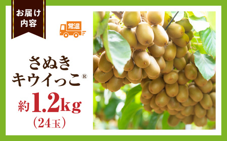 こつぶでちゅるん キウイフルーツ【キウイのたまご®】(キウイっこ) 約1.2kg |果物 フルーツ さぬき キウイっこ キウイフルーツ グリーン キウイ 小さい 濃厚 フレッシュ ジューシー 香り 爽やか 旬の果物 人気 おすすめ 贈答 贈り物 青果物 糖度 香川県 三木町 |_mk165-020