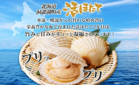 【 ふるなび限定 】 北海道産 活ほたて 2年貝 約 2kg 15枚～22枚 2025年3月中旬～3月下旬頃お届け 殻付き 貝付き 帆立 ホタテ ほたて 貝 魚介 海産 海鮮 噴火湾 刺身 焼き フライ FN-Limited