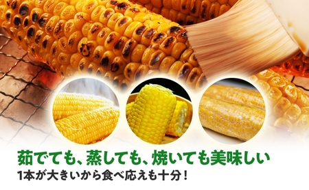  北海道産 スイート コーン めぐみゴールド 2Lサイズ 10本 先行受付 2026年8月上旬～下旬頃お届け とうもろこし 恵味 めぐみ トウモロコシ 旬 完熟 朝もぎ 野菜 産地直送 お取り寄せ 北海道 丸田農園 洞爺湖 