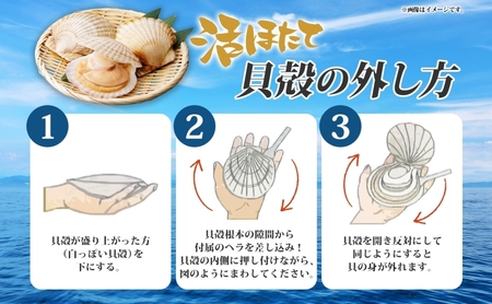 北海道産 活ほたて 2年貝 約 2kg 15枚～22枚 2026年3月中旬～3月下旬頃お届け 殻付き 帆立 ホタテ ほたて 貝 魚介 海産 海鮮 貝柱 噴火湾 刺身 焼き フライ 生産者支援 産地直送 送料無料 北海道 