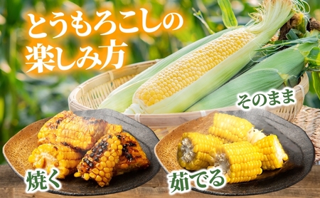 【ふるなびWEEK対象】北海道産 とうもろこし 恵味 ゴールド 2L 8本 8月中旬～9月下旬頃お届け 朝採り 恵味 めぐみトウモロコシ スイート コーン 甘い 新鮮 先行受付 夏 野菜 産地直送 塩田農園 送料無料 北海道 洞爺湖町 FN-Limited-WE