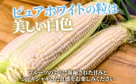 北海道産 ピュアホワイト 白い とうもろこし L 10本 朝採り トウモロコシ コーン とうきび 北海道産 玉蜀黍 甘い 新鮮 旬 夏 産地直送 もぎたて