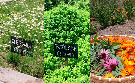 オリジナルハーブティーセット 加工食品 