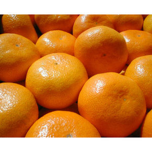 完熟厳選の曽保みかん 約5kg 果物類 柑橘類  FAH-0139