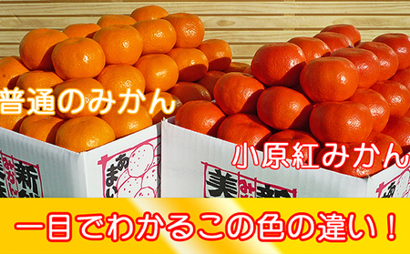 香川県のオリジナル品種 小原紅早生みかん約 5kg