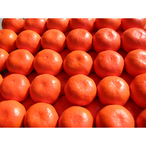 香川県のオリジナル品種 小原紅早生みかん約5kg×2箱 フルーツ 果物類 柑橘類  FAH-0138